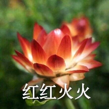 中老年佛系花花表情包来啦