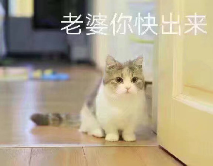 猫咪宠妻表情包合集，甜到齁的撒娇互动