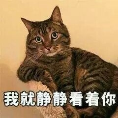 猫咪表情包合集来啦，斗图不用愁