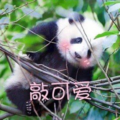 大熊猫滚滚表情包合集来啦