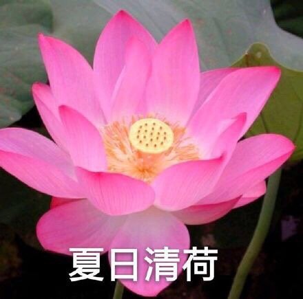 中老年佛系花花表情包来啦