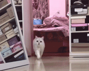 软萌治愈！这组猫猫动图表情包太上头了