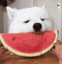 萨摩吃播动图合集来啦