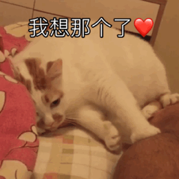 超治愈！这组猫咪动态表情包太适合斗图了