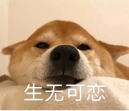 柴犬裹被窝表情包合集