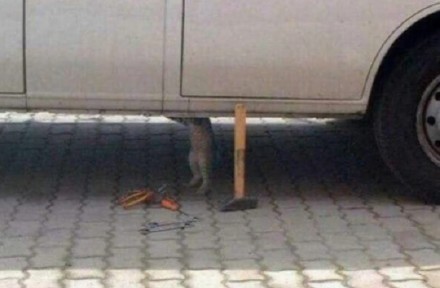 猫咪修车表情包火了！修好车要10包小鱼干？