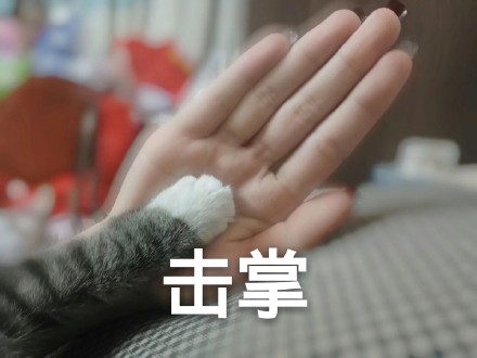 整理好的喵星人聊天表情包合集