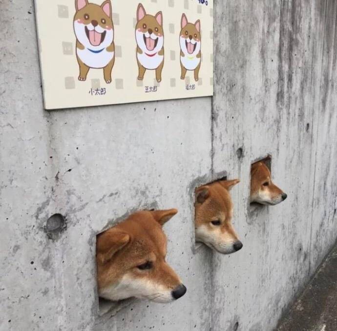 兄弟又来监狱看我了 这套狗子表情包火了