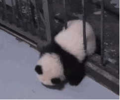 软萌大熊猫表情包合集来啦