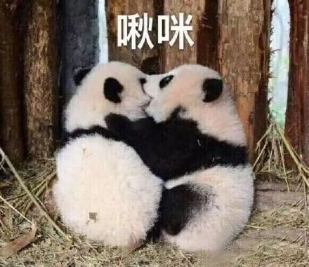 软萌大熊猫表情包合集来啦