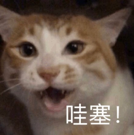 网友都在找的猫猫表情包合集