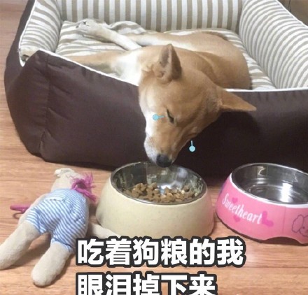 情人节临近，这套单身狗表情包快存好