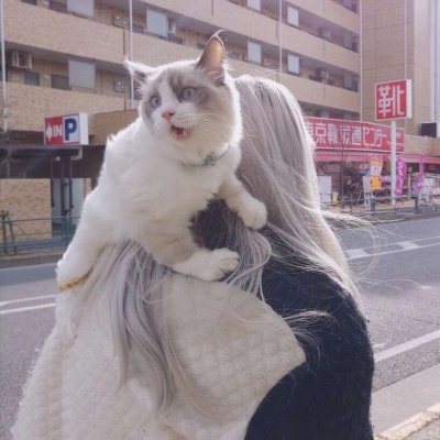 29张高清可爱抱猫女生头像 快来挑合适的用