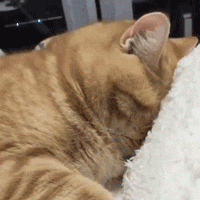 聊天斗图必备！这套嫌弃猫猫表情包太好用了