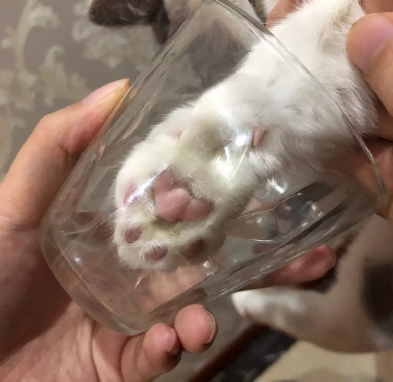 养猫的朋友看过来！一起做猫爪杯同款表情包