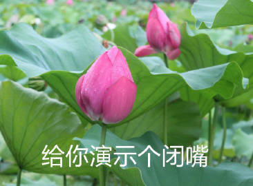 佛系荷花表情包来啦！