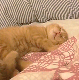 猫咪动图表情包合集 日常聊天斗图必备