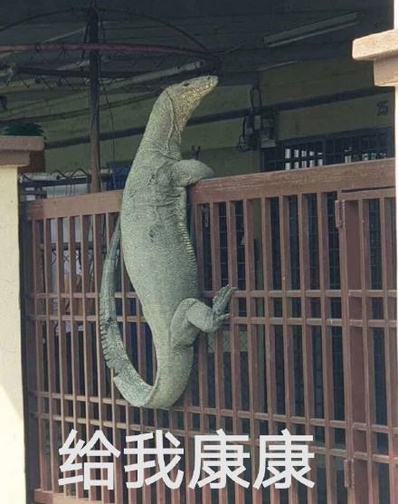 「给我康康」表情包大全