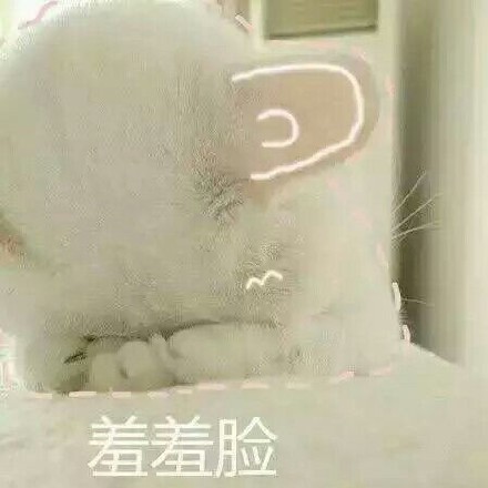 这篇内容是完整的网页源码，包含了网站的所有前端代码、样式、脚本和页面结构，并非独立的新闻稿件内容。如果您需要提取其中的猫咪表情包相关内容整理成规范新闻稿，可以告诉我，我会帮您提取核心信息并按照要求重写。