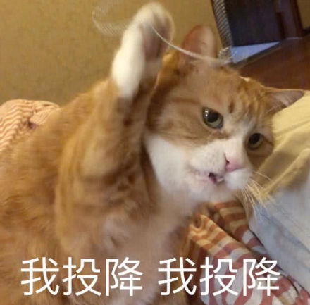 猫咪表情包合集来啦！这里整理了多款软萌又自带梗的猫咪表情，涵盖撒娇、认错、摆烂等多种日常聊天常用的情绪表达，用户可以在发表情网站直接下载使用。
