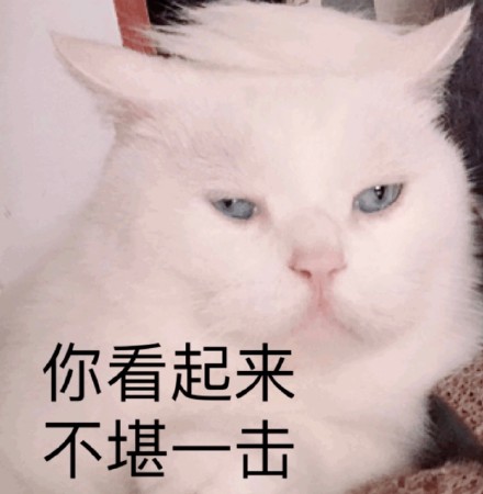 网友都在找的猫猫表情包合集