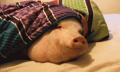 冬天到了，这套猪猪表情包精准戳中你的状态了吗？