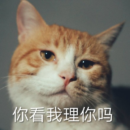铲屎官看过来！这套猫咪聊天表情包太会整活了