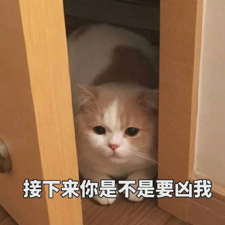 软萌治愈！这套小猫咪表情包太适合日常聊天了