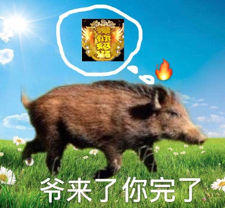 野猪表情包合集来啦