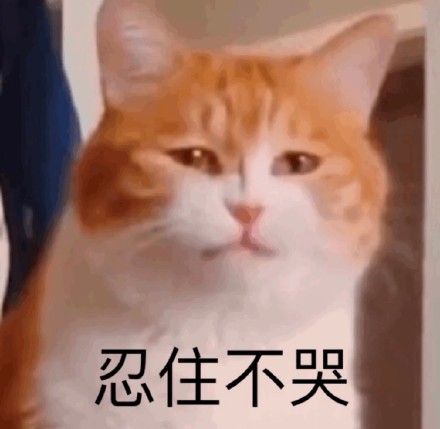 超实用橘猫聊天表情包合集