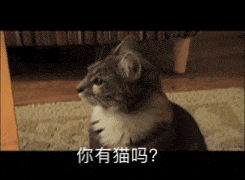 谁还没这套「你有猫吗」表情包？