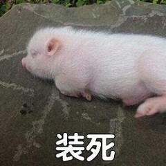 猪猪表情包合集来啦 日常斗图用得上
