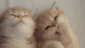 情侣早上醒来的真实状态被这套猫咪表情包戳中了