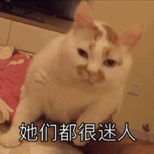 超治愈！这组猫咪动态表情包太适合斗图了