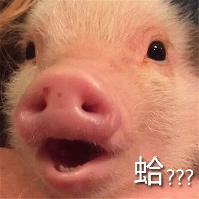 软萌猪猪表情包合集 聊天斗图必备