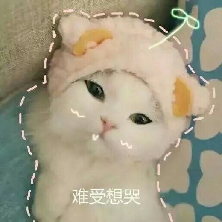 这篇内容是完整的网页源码，包含了网站的所有前端代码、样式、脚本和页面结构，并非独立的新闻稿件内容。如果您需要提取其中的猫咪表情包相关内容整理成规范新闻稿，可以告诉我，我会帮您提取核心信息并按照要求重写。
