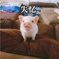 猪猪表情包合集来啦 日常斗图用得上