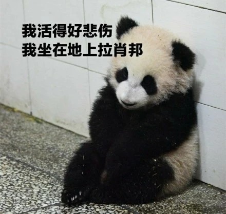 整理好的大熊猫斗图表情包合集