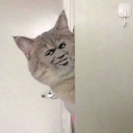 整活党狂喜！这批被玩坏的猫猫头表情包太会整活了
