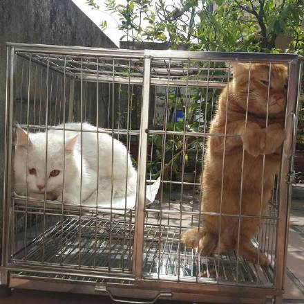 跟男友吵完架后的我，这套猫咪表情包太贴脸了