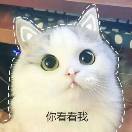 这篇内容是完整的网页源码，包含了网站的所有前端代码、样式、脚本和页面结构，并非独立的新闻稿件内容。如果您需要提取其中的猫咪表情包相关内容整理成规范新闻稿，可以告诉我，我会帮您提取核心信息并按照要求重写。