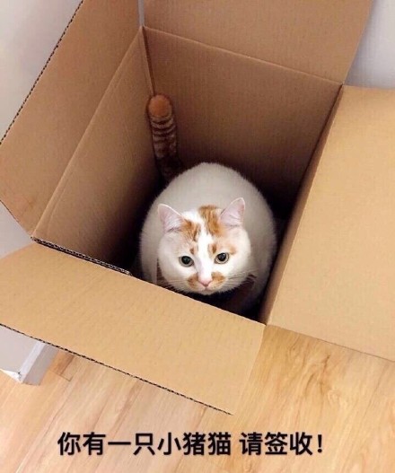 快收好这套永远楼楼表情包