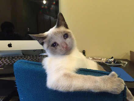 超火流泪猫猫头表情包合集