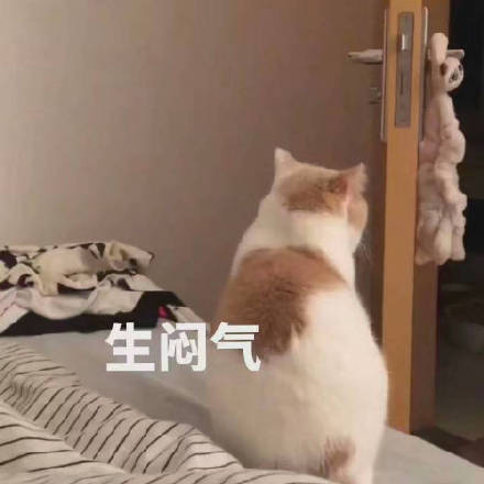 软萌治愈！这套小猫咪表情包太适合日常聊天了