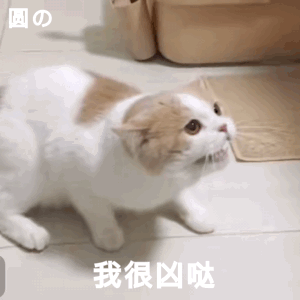 聊天斗图必备！这套猫咪动图表情包太治愈了
