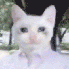 哭唧唧的猫咪动态表情包来啦