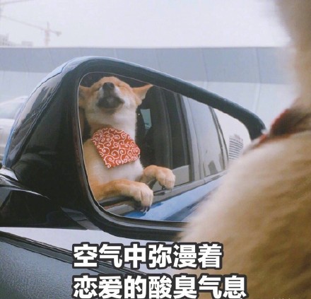 情人节临近，这套单身狗表情包快存好