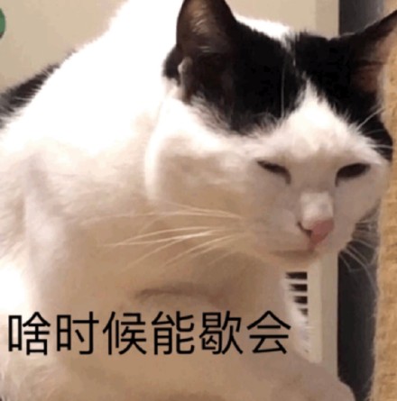 整理好的猫咪斗图表情包合集