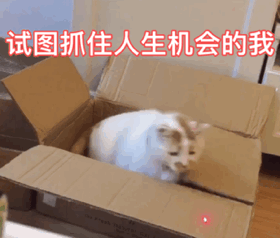 超治愈！这组猫咪动态表情包太适合斗图了