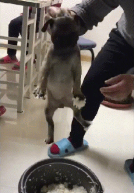 狗子偷吃直接进锅成热门表情包